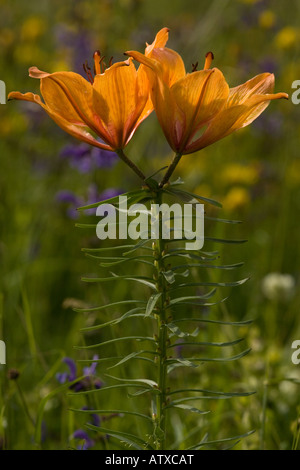 Giglio rosso Lilium bulbiferum Dolomiti Italia del nord Foto Stock