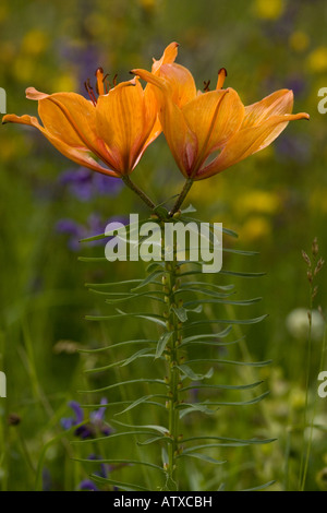 Orange Lily, Lilium bulbiferum, primo piano, Dolomiti, Italia, Europa Foto Stock