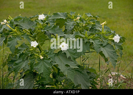 Thorn Apple, Datura stramonium, in fiore e frutta naturalizzata nel Regno Unito Foto Stock