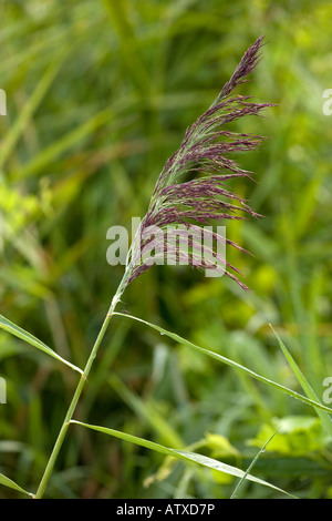 Cannuccia di palude Phragmites australis in fiore fine estate Foto Stock