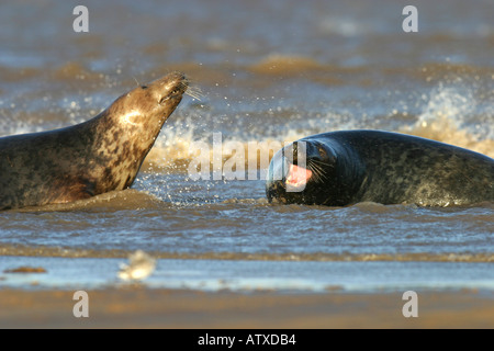 Le foche grigie, Donna Nook sito di riproduzione in Lincs, Regno Unito. Foto Stock