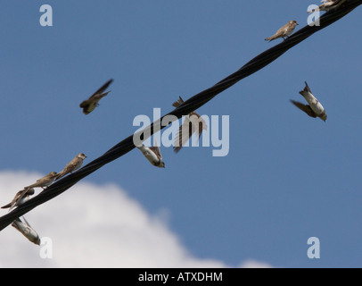 Grande gregge di sabbia martins Riparia Riparia raccolta; Brenne Francia Foto Stock