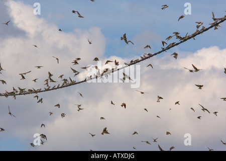 Grande gregge di sabbia martins Riparia Riparia raccolta Brenne Francia Foto Stock