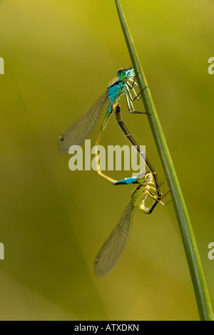 Coniugata coppia di blue tailed damselflies (Ischnura elegans) Foto Stock