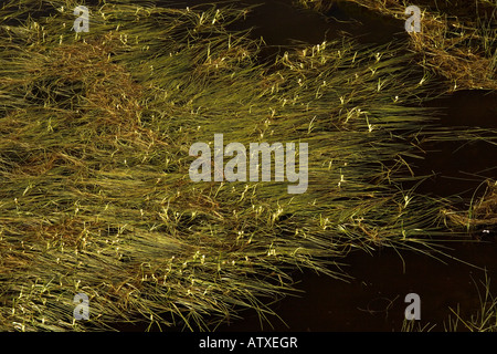 Floating bur reed Sparganium angustifolium nel lago alpino di Francia Foto Stock