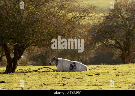 Mucca in un campo a Fingringhoe vicino a Colchester Essex Foto Stock