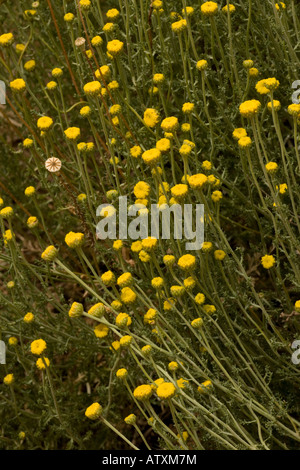 Una lavanda di cotone, Santolina chamaecyparissus, Spagna Foto Stock