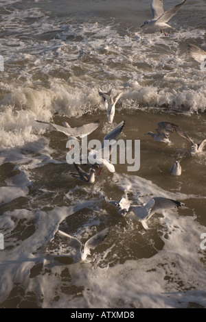 Gabbiani sopra e nel mare di Walton sul Naze Foto Stock