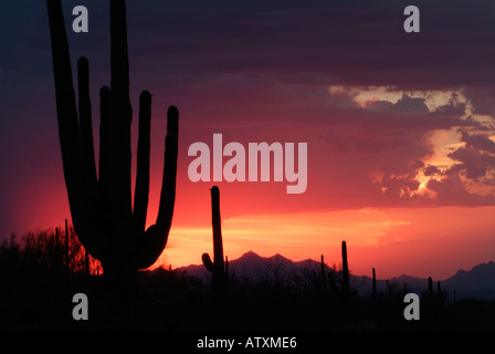 Tramonto nel Parco nazionale del Saguaro, Tucson, Arizona Foto Stock