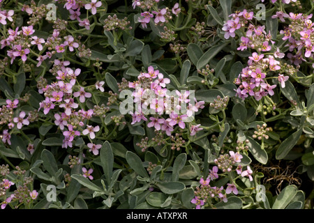 Un arbustiva alta altitudine cress famiglia Hormathophylla pianta spinosa Ptilotrichum in Sierra Nevada Spagna Foto Stock