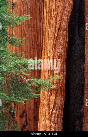 Sequoie giganti e giovani pini nella Foresta Gigante Sequoia National Park California Foto Stock