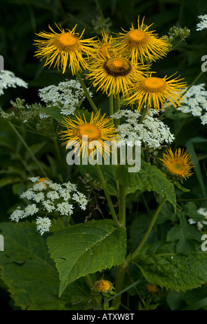 Telekia speciosa; grandi composito in fiore Romania Foto Stock