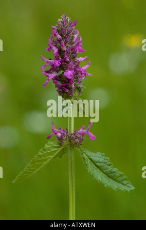 Betony Stachys officinalis Betonica in fiore nei vecchi pascoli Foto Stock