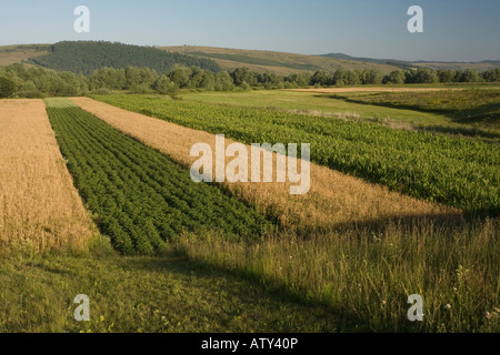 I campi di striscia in proprietà frammentata villaggio sassone area, Transilvania, Romania Foto Stock