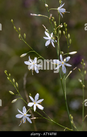 Un San Bernardo s Lily ramificato, Anthericum ramosum Romania Foto Stock