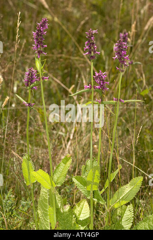 Betony Stachys officinalis Betonica in fiore Foto Stock