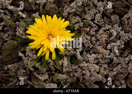 Un gatto molto nana orecchio Hypochaeris sessiliflora in alto paramo su Cotopaxi Ecuador Foto Stock