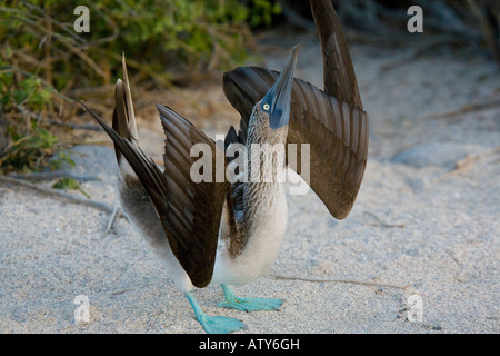 Booby a piedi blu, Sula nebouxii excisa, sottospecie endemica Galapagos Maschile che mostra Galapagos Foto Stock