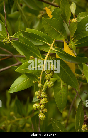 Pulsante mangrove Conocarpus erectus in Galapagos di frutta Foto Stock