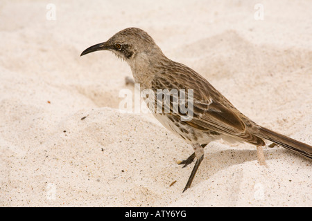 Il cofano Mockingbird Nesomimus macdonaldi sulla spiaggia Cappa isola Galapagos Foto Stock