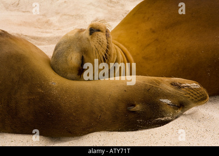 Le Galapagos Sea Lion Zalophus wollebacki sulla spiaggia Galápagos Foto Stock