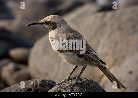 Il cofano Mockingbird Nesomimus macdonaldi sul cofano isola Galapagos Foto Stock