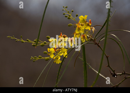 Parkinsonia, Parkinsonia aculeata in fiore le Galapagos; giallo. Foto Stock