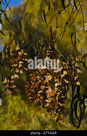 Massa di farfalle monarca Danaus plexippus svernamento alberi nella California del sud Foto Stock