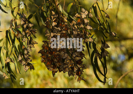 Massa di farfalle monarca Danaus plexippus svernamento alberi nella California del sud Foto Stock