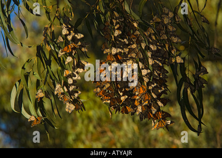 Massa di farfalle monarca Danaus plexippus svernamento alberi nella California del sud Foto Stock