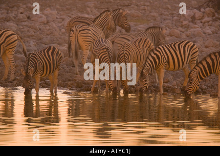 Zebre comune di Equus burchelli bevendo al waterhole Etosha National Park Namibia Foto Stock