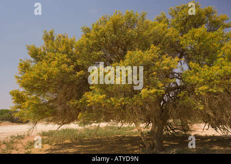 Camel Thorn Acacia erioloba del Namib Naukluft National Park Namibia Foto Stock