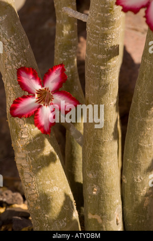 Impala Lily, Adenium multiflorum, in fiore, primo piano, rara e minacciata pianta dell'Africa meridionale. Coltivato anche in giardini Foto Stock