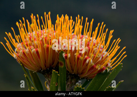 Oudtshoorn Puntaspilli Leucospermum erubescens sulla Table Mountain Città del Capo Sud Africa Foto Stock