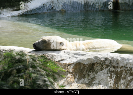 Un sonno orso polare al Bronx Zoo di New York. Foto Stock