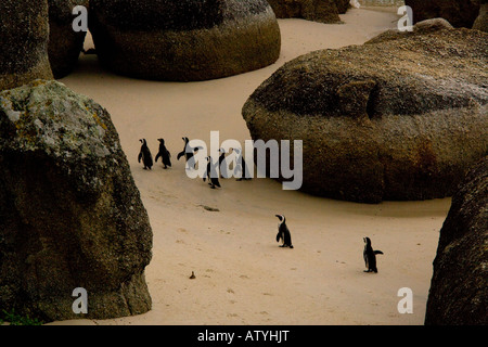 Pinguino africano (Spheniscus demersus) precedentemente noto come Jackass Penguin, a Boulders Beach, Penisola del Capo, in Sud Africa Foto Stock