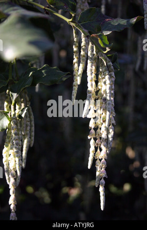 GARRYA ELLIPTICA JAMES TETTO. Infiorescenza staminifera di seta Bush. Foto Stock