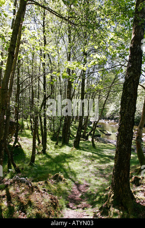 I boschi nella Duddon Valley, nel Lake District inglese Foto Stock