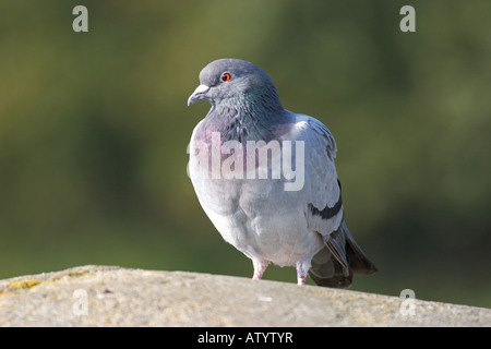 Colombaccio uccello appollaiato sulla pietra vicino, paesaggio soleggiato Foto Stock
