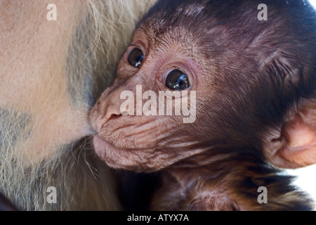 Barbary Macaque Macaca sylvanus Baby Nursing Gibilterra Foto Stock