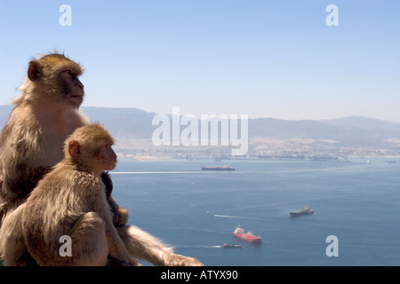 Barberia macachi che si affaccia sul porto di Gibilterra Foto Stock