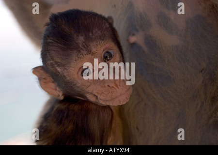Barbary Macaque Macaca sylvanus Baby Gibilterra Foto Stock