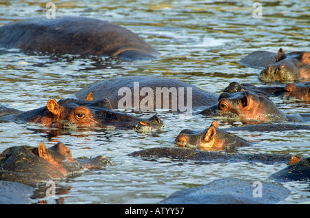 Ippopotami, Hippopotamus amphibius, Serengeti National Park, Tanzania Foto Stock