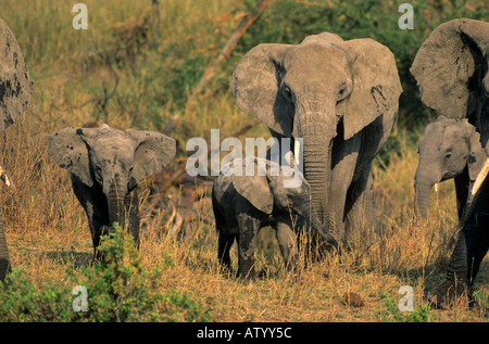 Elephant, Serengeti NP, Tanzania Foto Stock