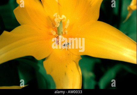 Impollinata bug assaporerete tulipano giallo a keukenhof olanda Foto Stock