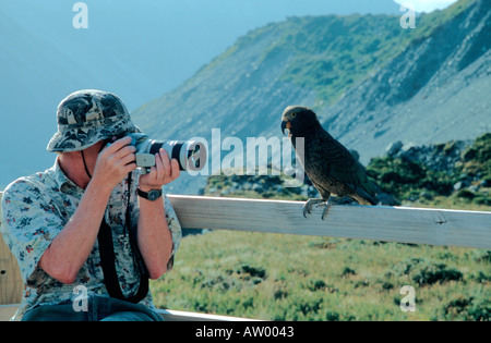 Curioso kea bird watching telecamera Mt Cook Parco Nazionale dell'Isola del Sud della Nuova Zelanda Foto Stock