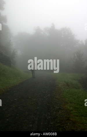 Passeggiate nel Misty Mountains Flora Sella Kahurangi National Park Isola del Sud della Nuova Zelanda Foto Stock