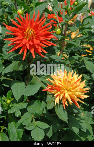 Fioritura Dahlia (Dahlia esplosione) in un giardino Foto Stock