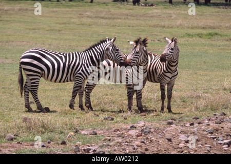 Tre pianure zebre in piedi vicino insieme come un gruppo isolato all'interno del cratere di Ngorongoro National Park in Tanzania Foto Stock