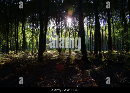 Foresta con sun scoppio attraverso gli alberi Foto Stock